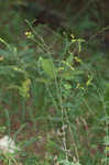 Eared goldenrod